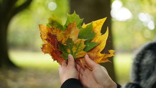 Hands holding a colourful collection of imperfect Autumn leaves in shades of green, gold and red, against a softly blurred woodland background.